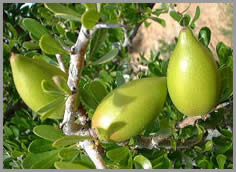 アルガンツリー