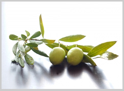 アルガンオイル